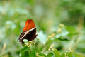 butterfly swallowtail garden1980s 1990s A4 Photo Print