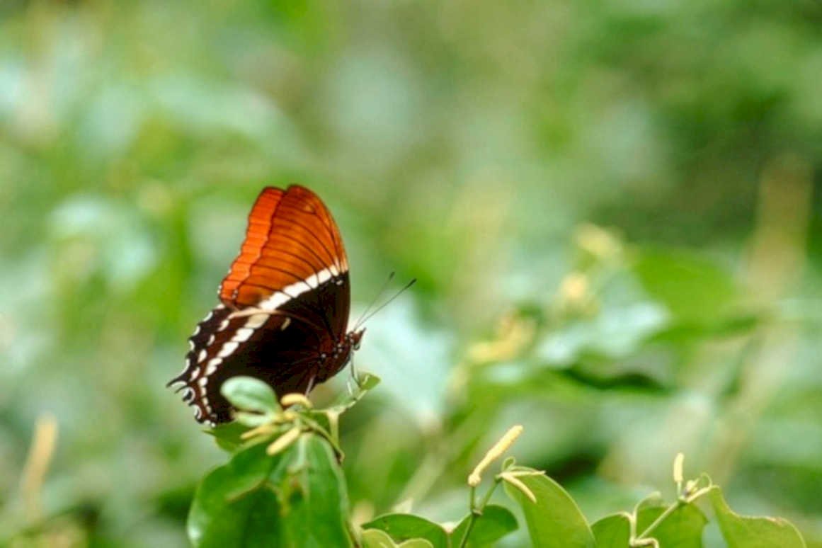 butterfly swallowtail garden1980s 1990s A4 Photo Print