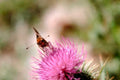 butterfly thistle scotland1980s 1990s A4 Photo Print