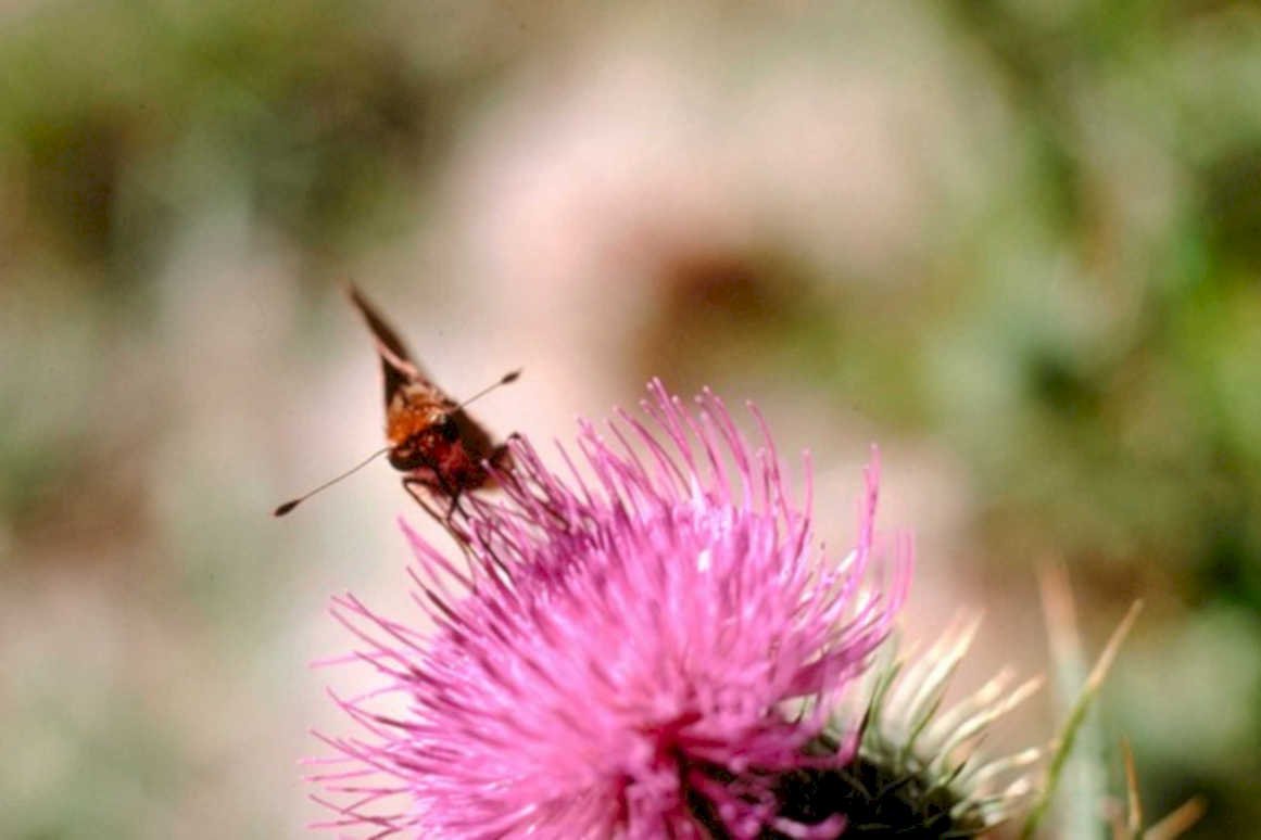 butterfly thistle scotland1980s 1990s A4 Photo Print