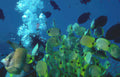 butterflyfish blue bubbles Vintage A4 Photo Print