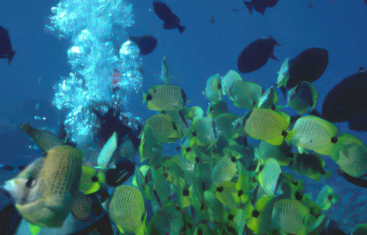 butterflyfish blue bubbles Vintage A4 Photo Print