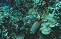 butterflyfish coral reef 1 GIGA 2