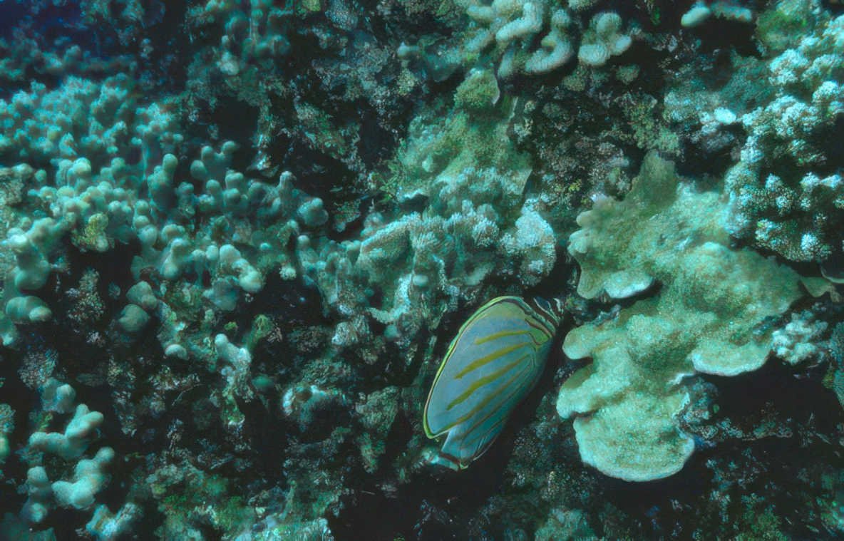 butterflyfish coral reef 1 GIGA 2