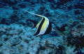butterflyfish coral reef 2 GIGA 2