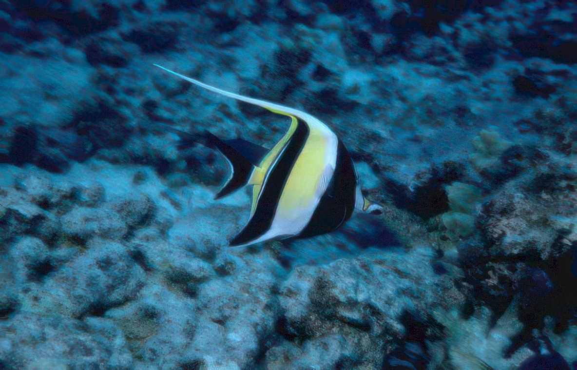 butterflyfish coral reef 2 GIGA 2