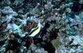 butterflyfish reef anemones Vintage A4 Photo Print