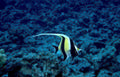 butterflyfish reef coral GIGA 2