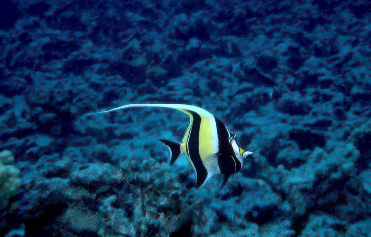 butterflyfish reef coral GIGA 2