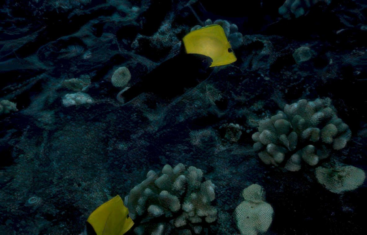 butterflyfish reef rocks Vintage A4 Photo Print