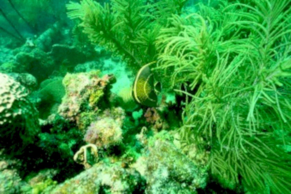 butterflyfish sea fan1980s 1990s A4 Photo Print