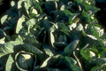 cabbage cluster heads 1980s 1990s A4 Photo Print