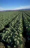 cabbage field autumn 1980s 1990s A4 Photo Print