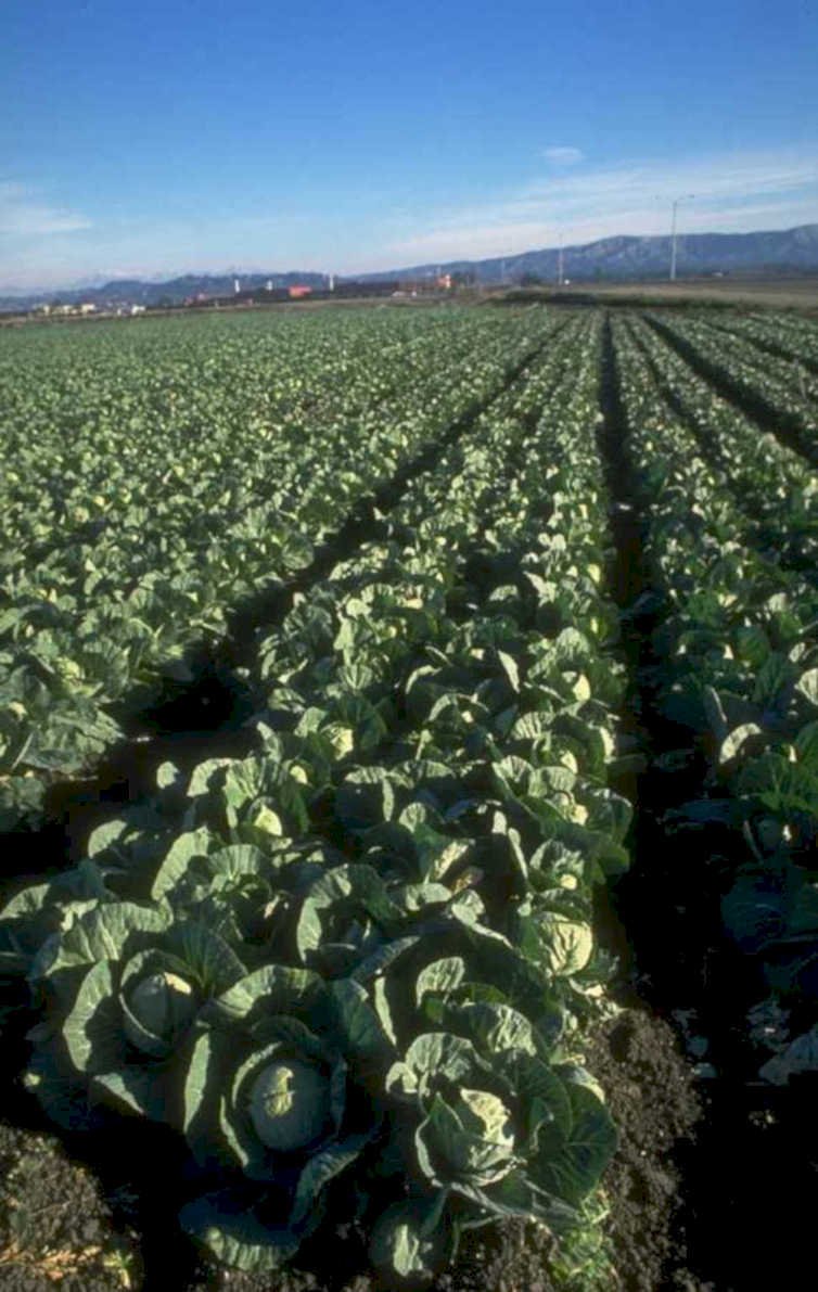 cabbage field autumn 1980s 1990s A4 Photo Print