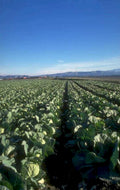 cabbage field crops 1980s 1990s A4 Photo Print