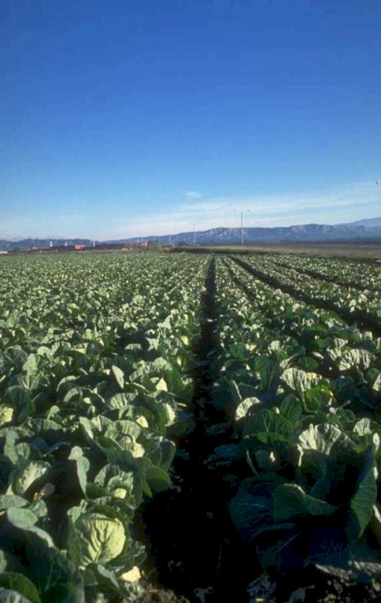 cabbage field crops 1980s 1990s A4 Photo Print