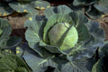 cabbage head field 1980s 1990s A4 Photo Print