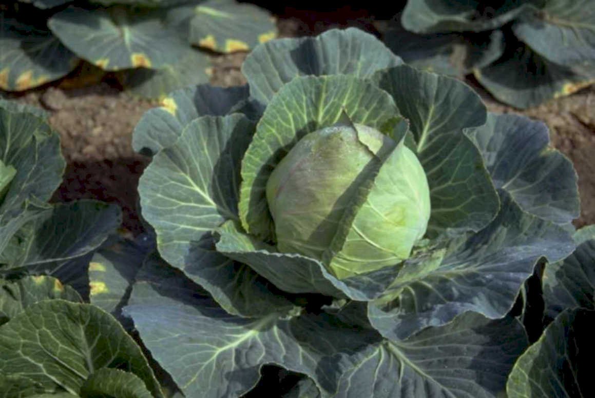 cabbage head field 1980s 1990s A4 Photo Print