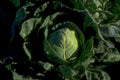 cabbage head garden 1980s 1990s A4 Photo Print