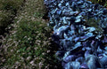 cabbage patch purple1980s 1990s A4 Photo Print