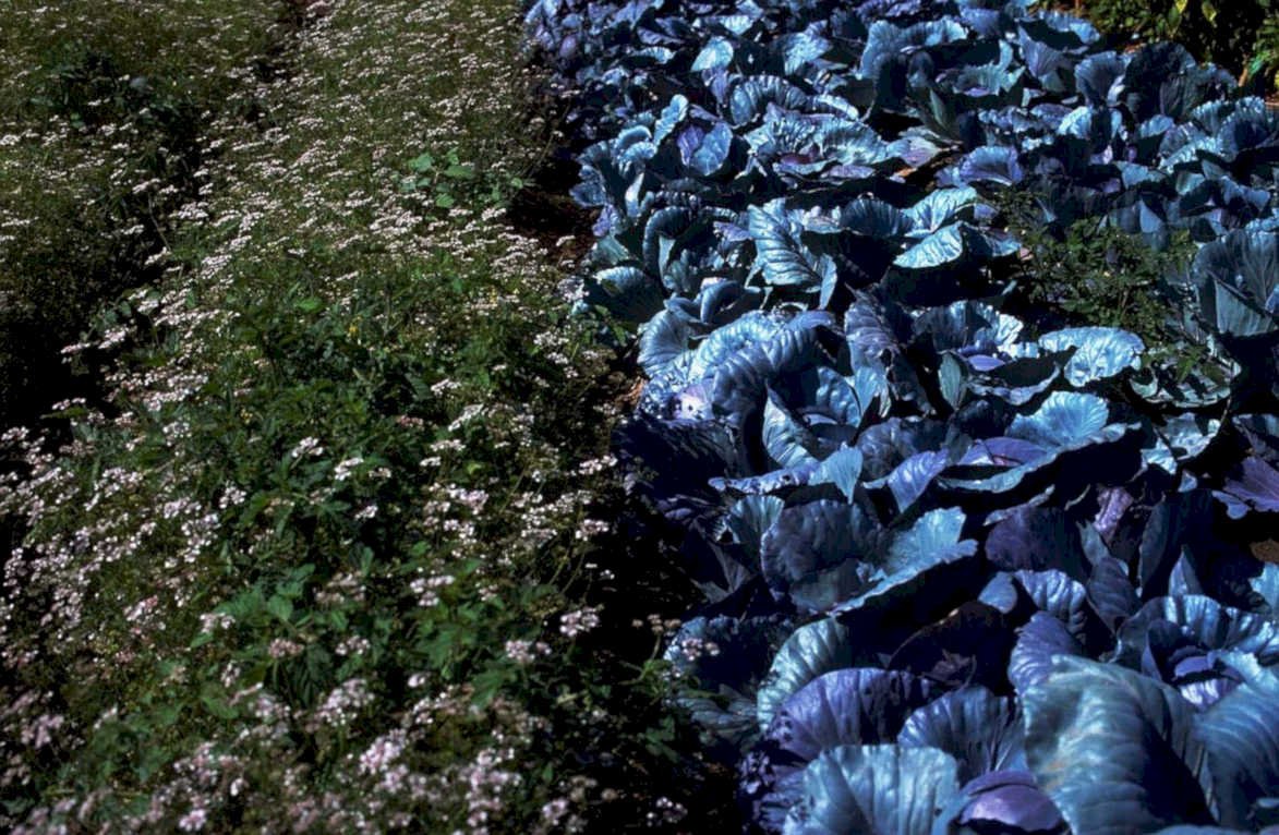 cabbage patch purple1980s 1990s A4 Photo Print
