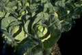 cabbage plant garden 1980s 1990s A4 Photo Print