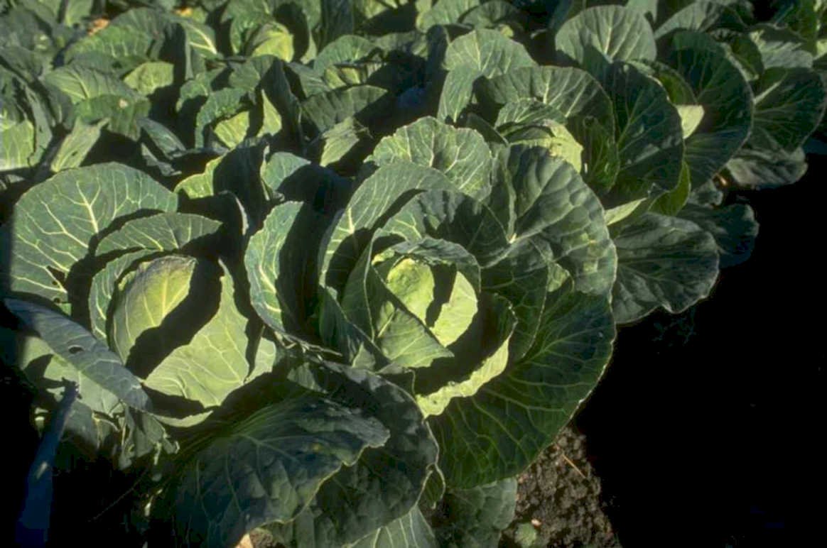 cabbage plant garden 1980s 1990s A4 Photo Print