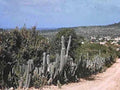 cacti hillside road1980s 1990s A4 Photo Print