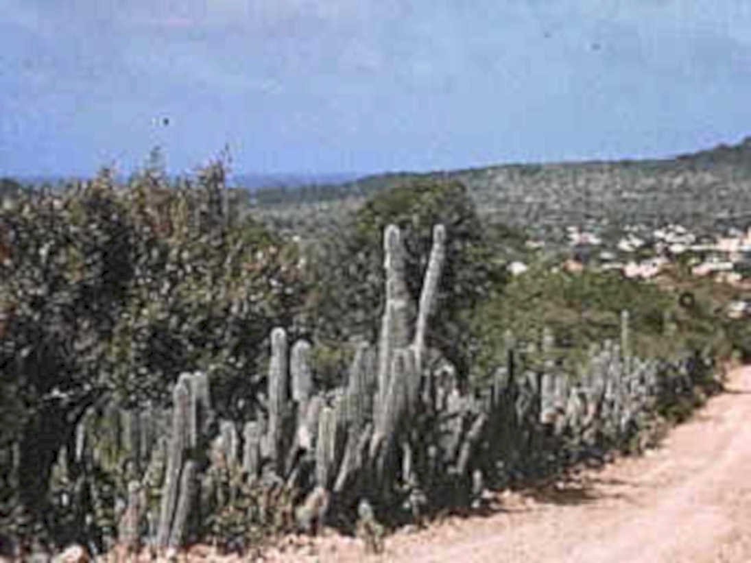cacti hillside road1980s 1990s A4 Photo Print