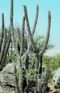 cacti landscape rocks1980s 1990s A4 Photo Print