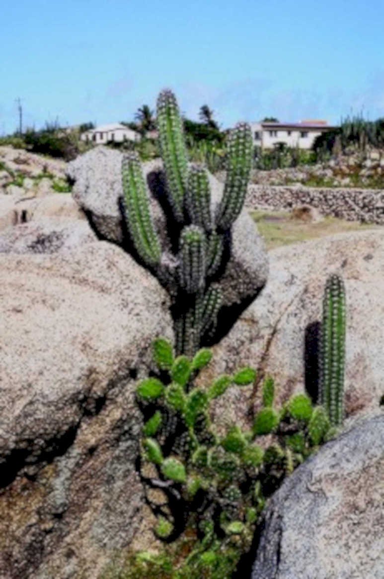 cactus landscape islands1980s 1990s A4 Photo Print