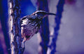 cactus wren saguaro Vintage A4 Photo Print
