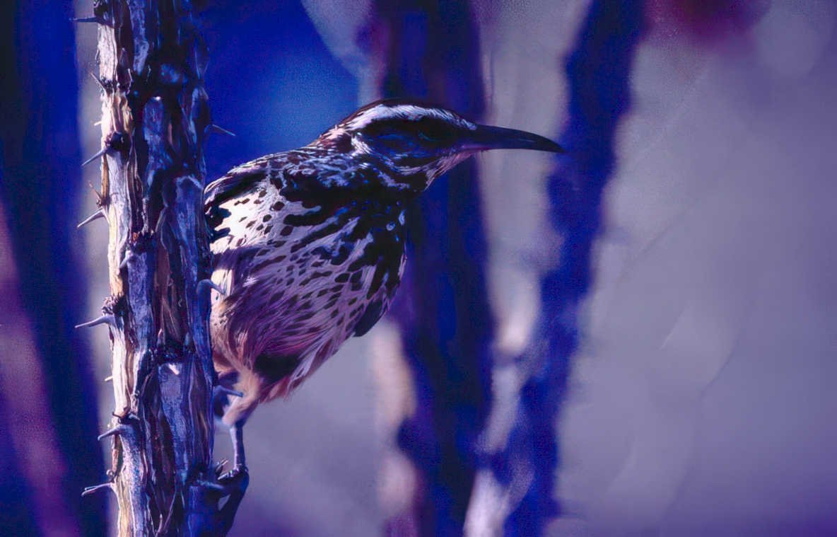 cactus wren saguaro Vintage A4 Photo Print