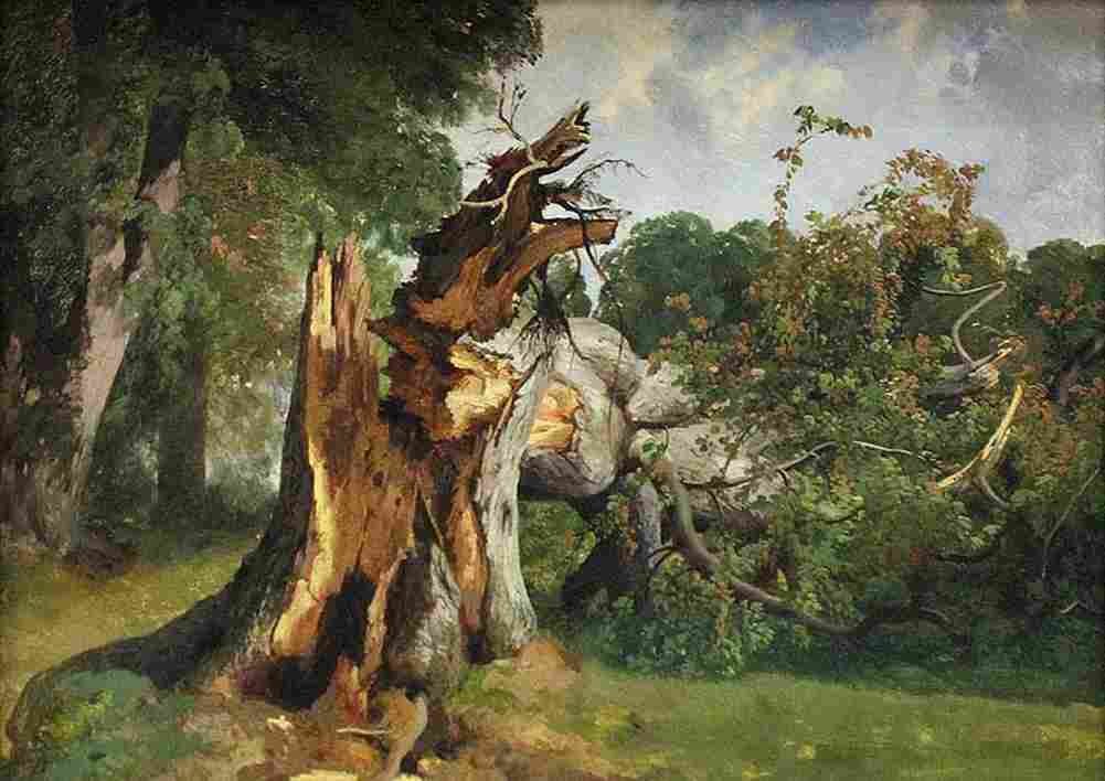 calame Study of Tree Trunk main Art A4 Photo Print