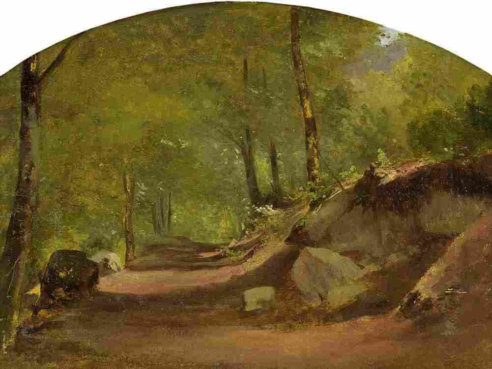 calame Sun drenched Forest Art A4 Photo Print
