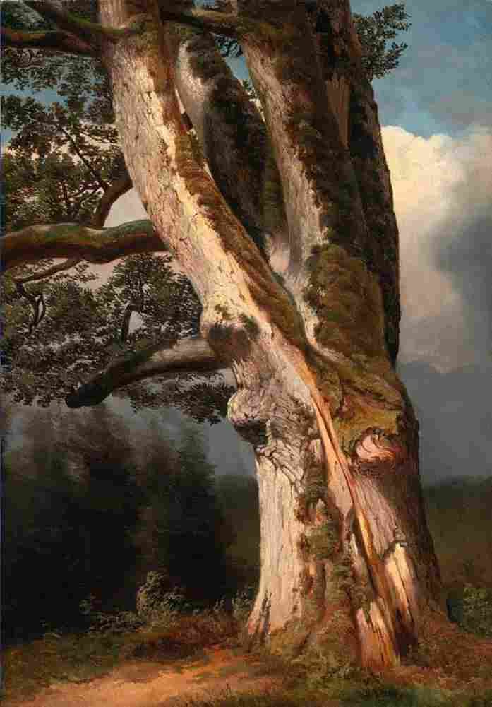 calame an oaktree trunk Art A4 Photo Print