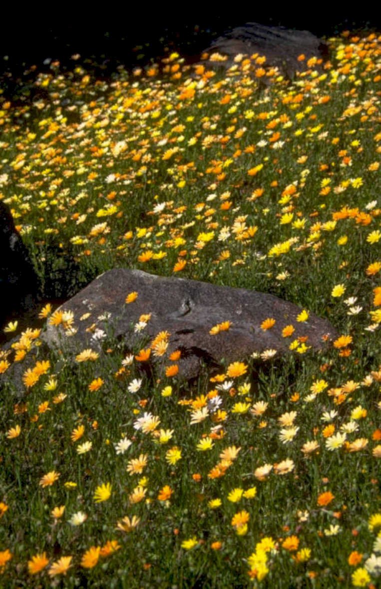 calandrinia boulder meadow 1980s 1990s A4 Photo Print