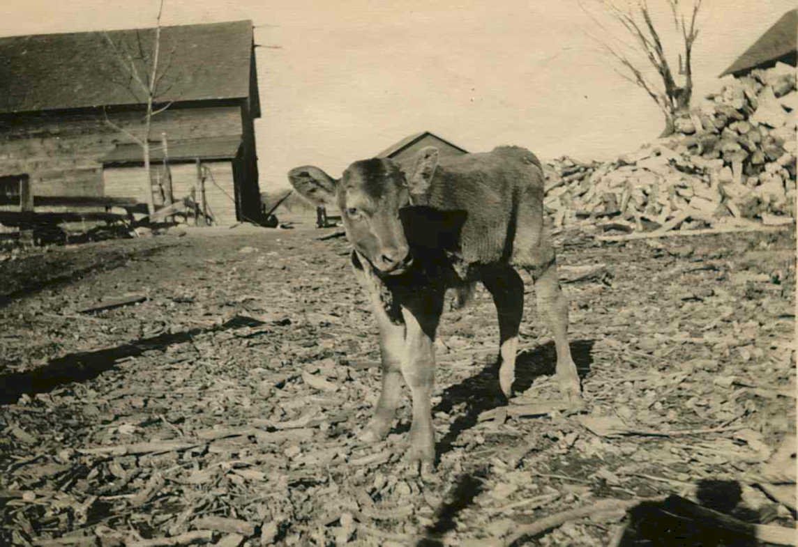 calf barn leaves Vintage world war A4 Photo Print