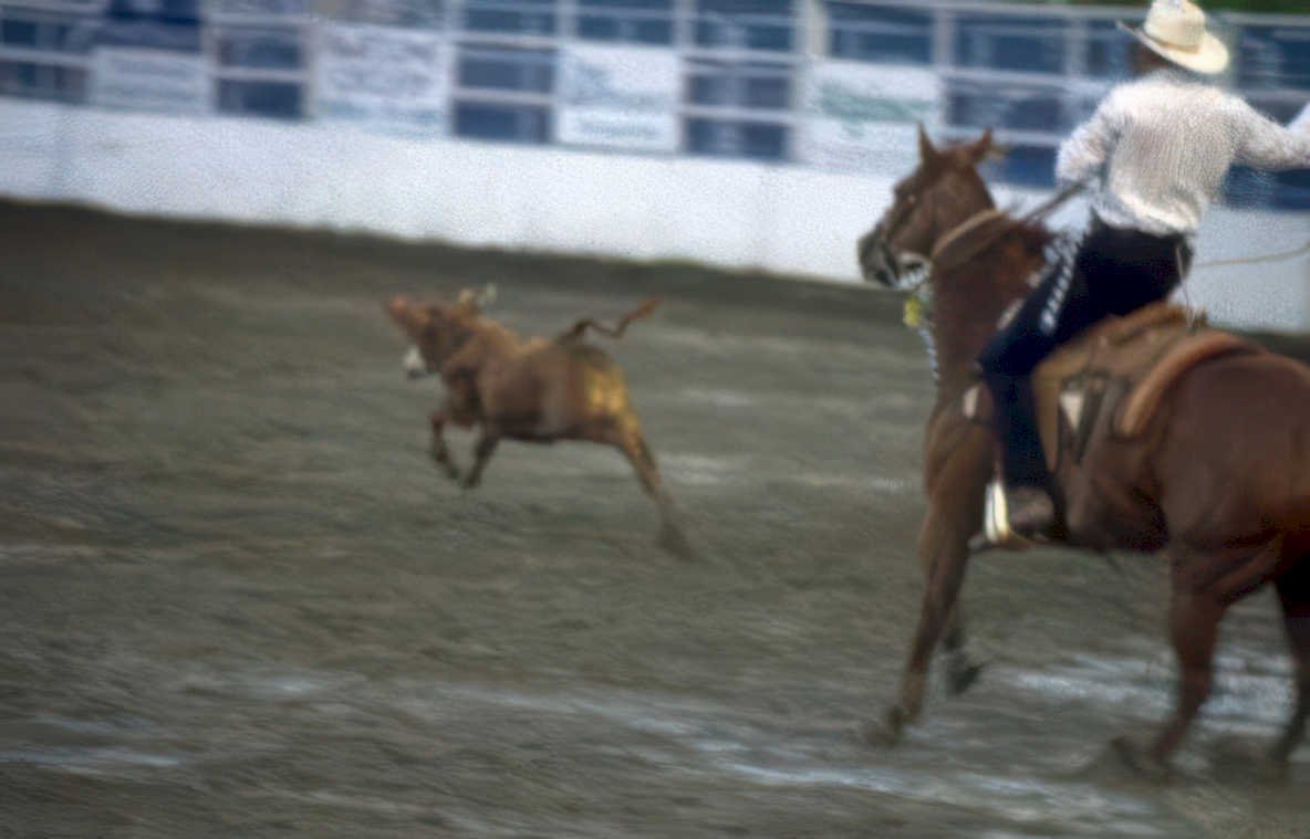 calf roping rodeo Vintage A4 Photo Print