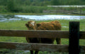 calf wet field Vintage A4 Photo Print