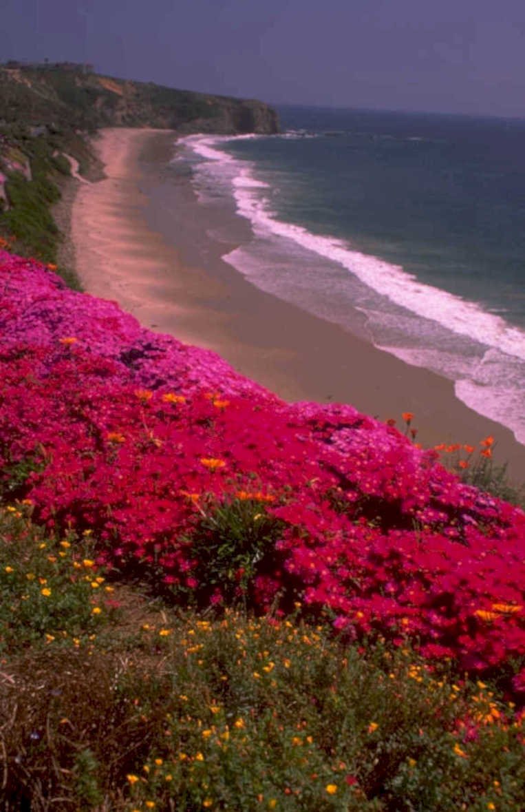 california coast snapdragons 1980s 1990s A4 Photo Print