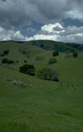 california hills cattle 1980s 1990s A4 Photo Print