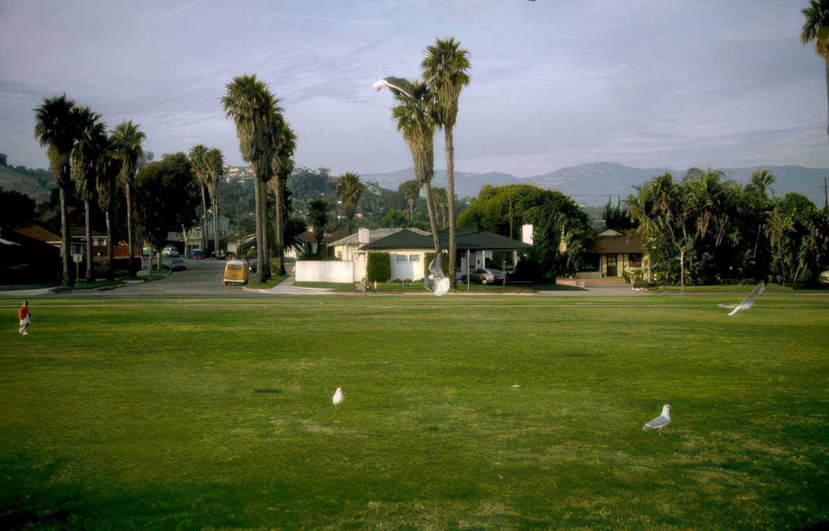 california park seagulls Vintage A4 Photo Print