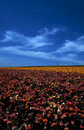california poppies anza1980s 1990s A4 Photo Print