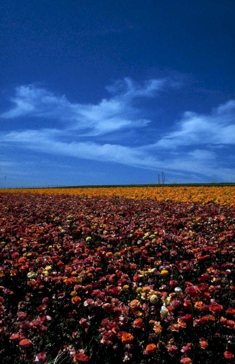 california poppies anza1980s 1990s A4 Photo Print