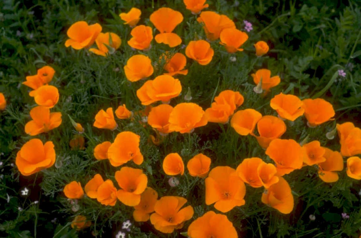 california poppies bloom 1980s 1990s A4 Photo Print