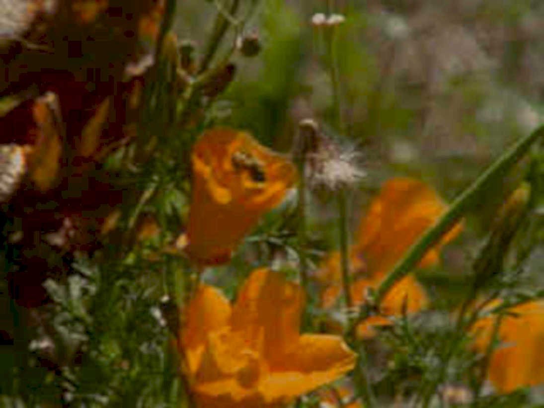 california poppy bee1980s 1990s A4 Photo Print