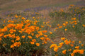 california poppy bloom 1980s 1990s A4 Photo Print