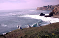 california seagulls ocean Vintage A4 Photo Print