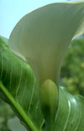 call lily bud Vintage A4 Photo Print